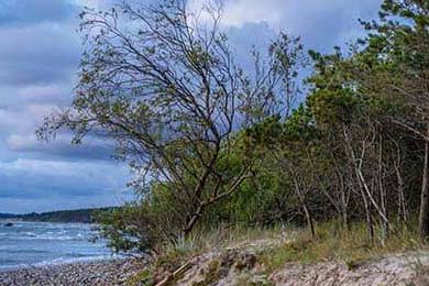 里奇·麦考退役后，仍然以不同身份支持新西兰橄榄球，nba麦克里兰